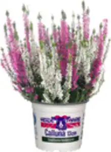 Heidemarie Calluna vulgaris die Zweifache Heidemarie®  H 15 - 25 cm P13 Container