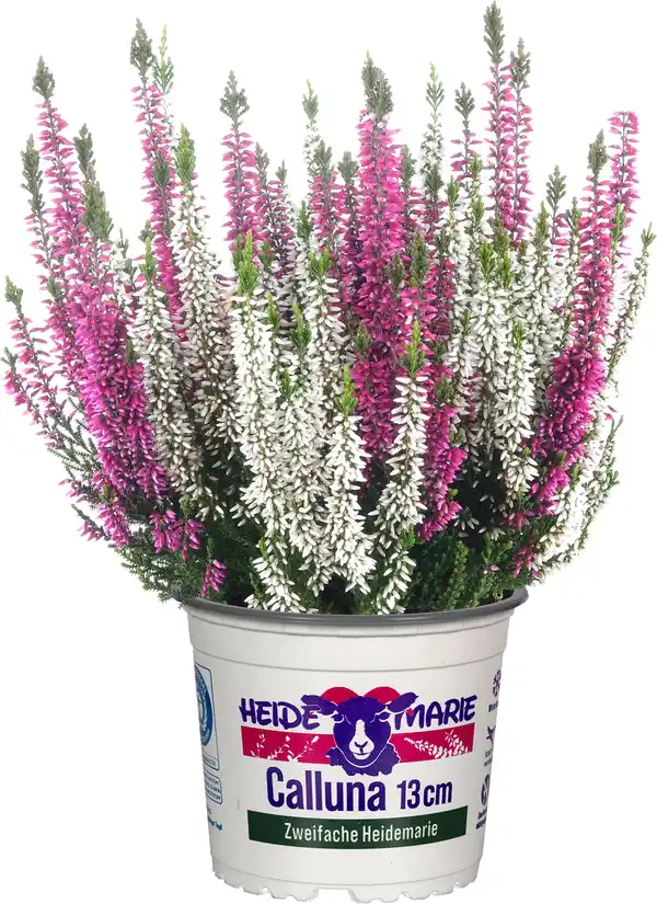 Bild 1 von Heidemarie Calluna vulgaris die Zweifache Heidemarie®  H 15 - 25 cm P13 Container