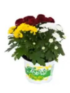 Chrysanthemum Garden Mum Trio 12 cm