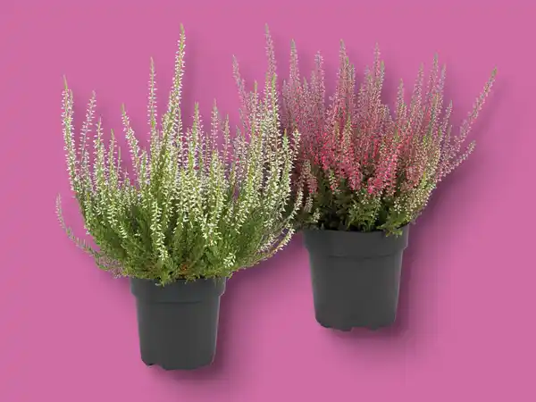 Bild 1 von Heidekraut (Calluna vulgaris)