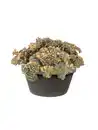 Bild 1 von Fetthenne Sedum sieboldii mediovariegata 20 cm Topf