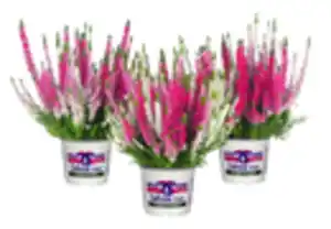 Heidemarie Calluna vulgaris die Dreifache Heidemarie®  H 15 - 25 cm P13 Container