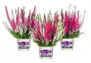 Bild 1 von Heidemarie Calluna vulgaris die Dreifache Heidemarie®  H 15 - 25 cm P13 Container