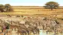 Bild 1 von Rundreisen Namibia: Privatreise ab/an Windhoek inkl. 2 Ganztagspirschfahrten