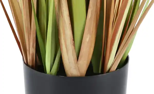 Bild 4 von Grasbüschel getopft