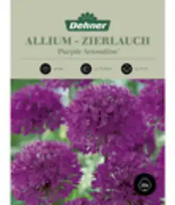 Dehner Blumenzwiebel Kugellauch Allium 'Purple Sensation'