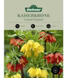 Dehner Blumenzwiebel Kaiserkrone 'Combi Regina'