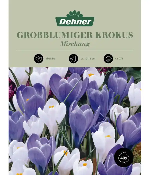 Bild 1 von Dehner Blumenzwiebel Großblumiger Krokus 'Mischung blau/weiss'