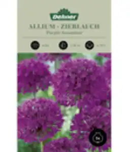 Dehner Blumenzwiebel Kugellauch 'Allium aflatunensce'