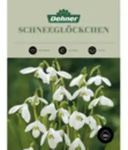 Dehner Blumenzwiebel Schneeglöckchen, 30 Stk.