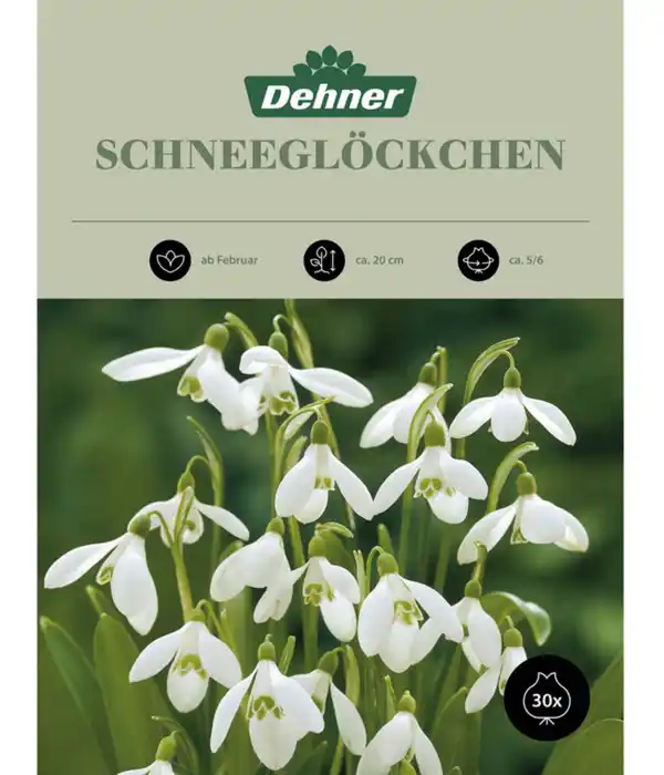 Bild 1 von Dehner Blumenzwiebel Schneeglöckchen, 30 Stk.