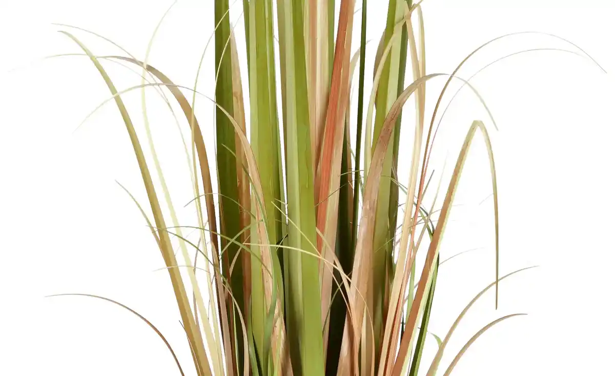 Bild 2 von Grasbüschel getopft