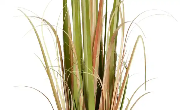 Bild 2 von Grasbüschel getopft