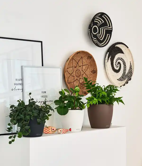 Bild 3 von LECHUZA® CLASSICO Color, All-in-One-Set