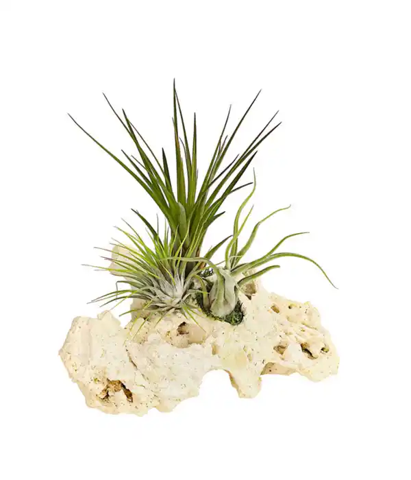 Bild 1 von Tillandsien-Arrangement auf Sansibar Rock - Tillandsia Hybride, 3-teilig