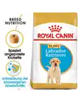 Bild 2 von ROYAL CANIN® Trockenfutter für Hunde Labrador Retriever Puppy