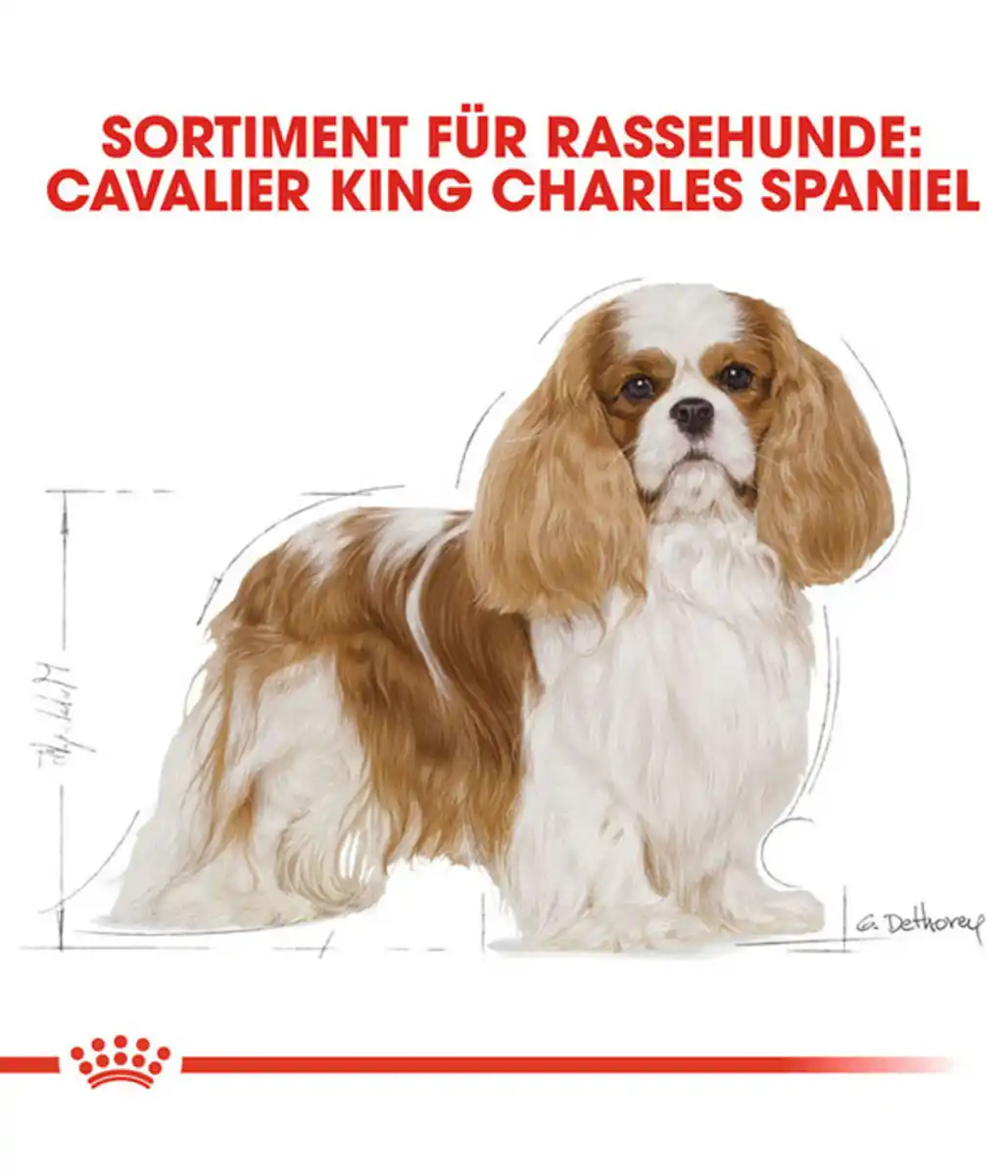 Bild 3 von ROYAL CANIN® Trockenfutter für Hunde Cavalier King Charles Adult
