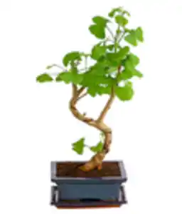 Outdoor-Bonsai - Ginkgobaum