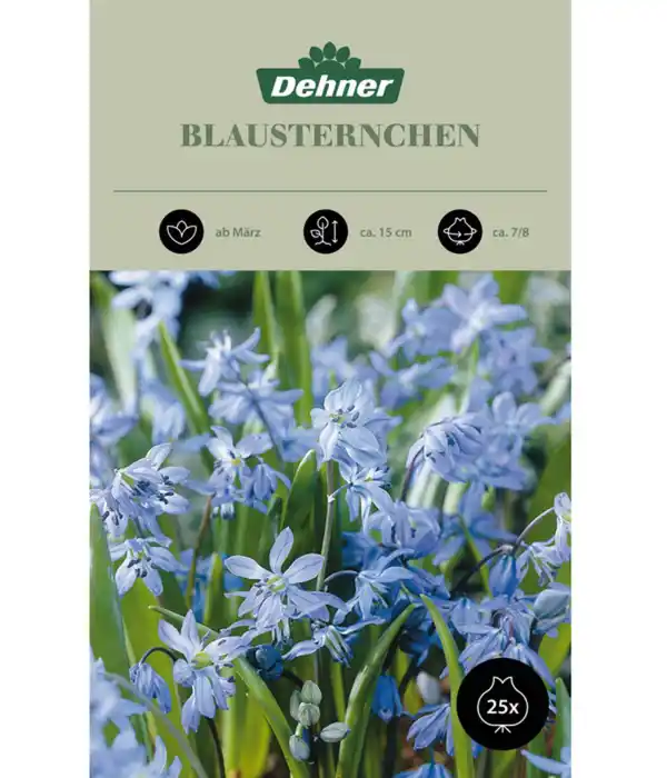 Bild 1 von Dehner Blumenzwiebel Blausternchen, 25 Stk.