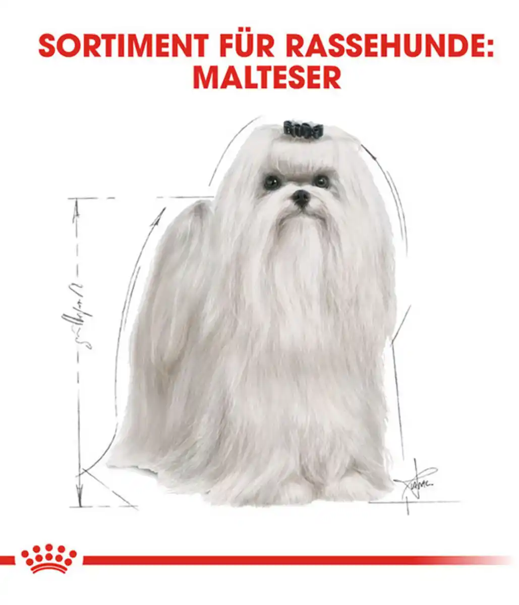Bild 3 von ROYAL CANIN® Trockenfutter für Hunde Maltese Adult