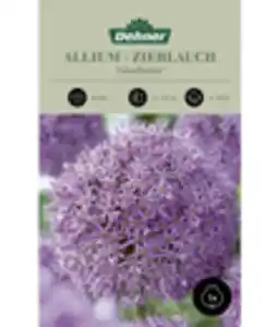 Dehner Blumenzwiebel Riesen-Zierlauch Allium 'Gladiator'