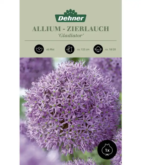 Bild 1 von Dehner Blumenzwiebel Riesen-Zierlauch Allium 'Gladiator'