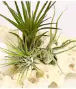 Bild 2 von Tillandsien-Arrangement auf Sansibar Rock - Tillandsia Hybride, 3-teilig