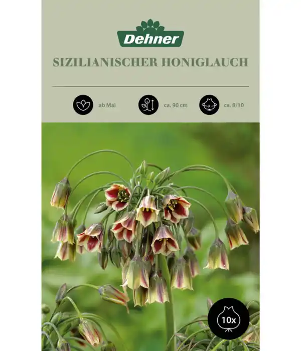 Bild 1 von Dehner Blumenzwiebel Sizilianischer Honiglauch