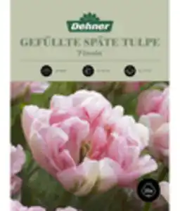 Dehner Blumenzwiebel Gefüllte späte Tulpe 'Finola'