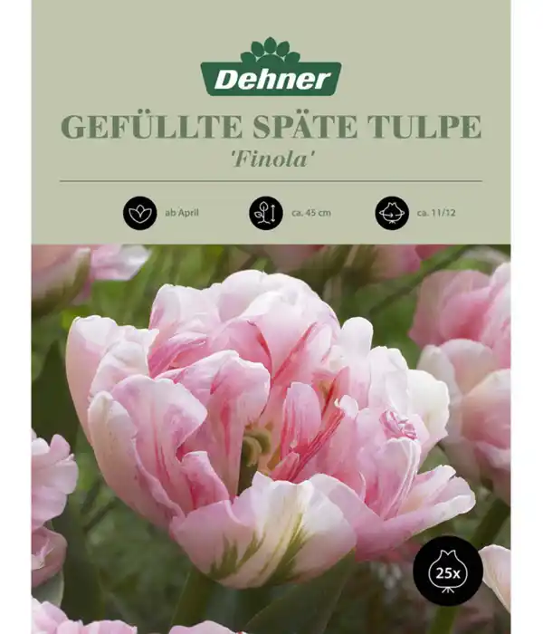 Bild 1 von Dehner Blumenzwiebel Gefüllte späte Tulpe 'Finola'