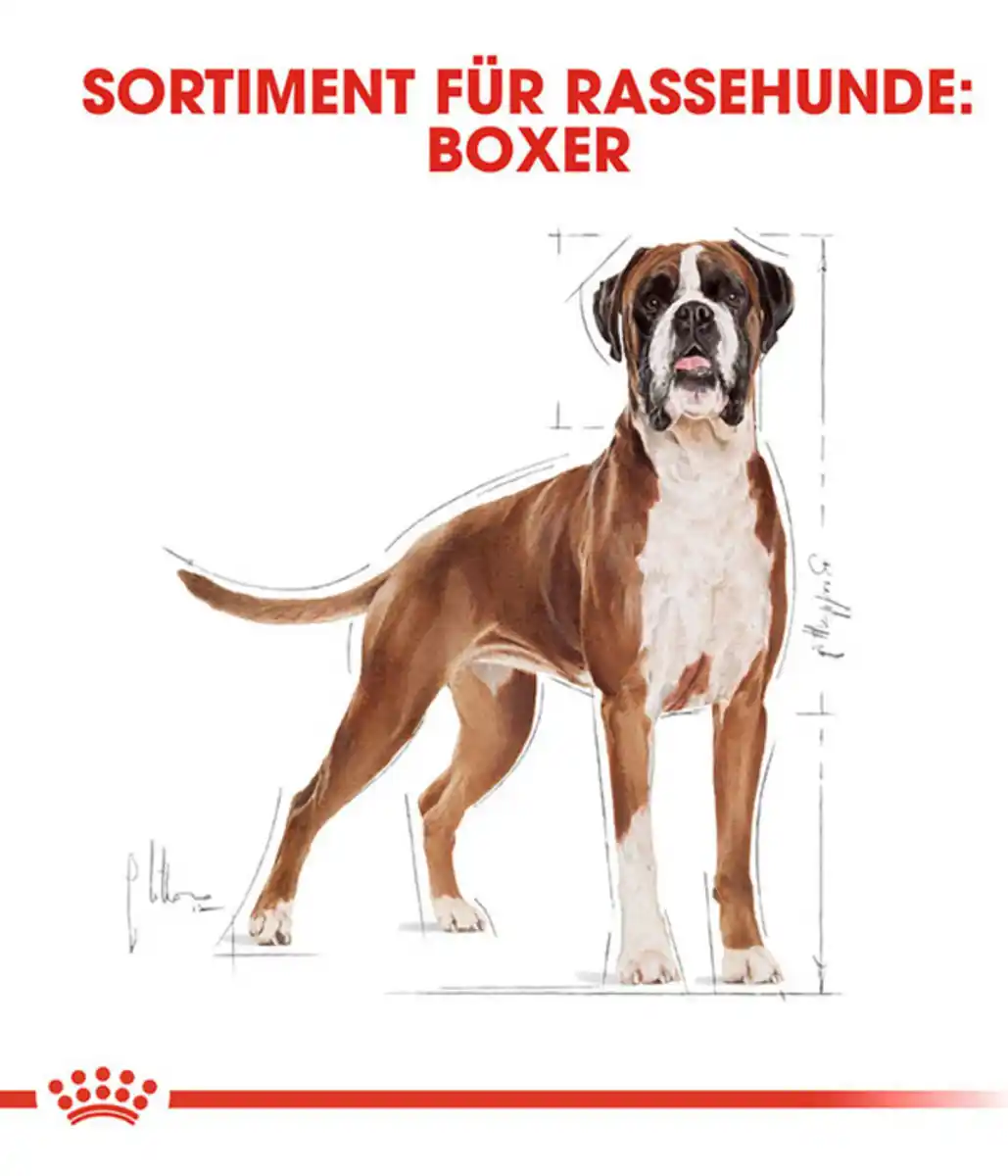 Bild 3 von ROYAL CANIN® Trockenfutter für Hunde Boxer 26 Adult