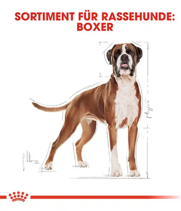 Bild 3 von ROYAL CANIN® Trockenfutter für Hunde Boxer 26 Adult
