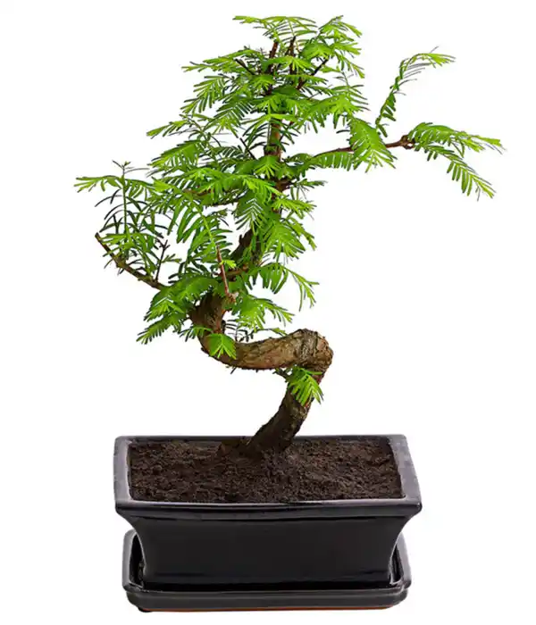 Bild 1 von Outdoor-Bonsai - Urweltmammutbaum