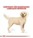 Bild 3 von ROYAL CANIN® Trockenfutter für Hunde Labrador Retriever Adult