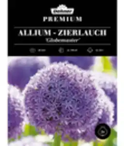 Dehner Premium Blumenzwiebel Allium-Zierlauch 'Globemaster', 2 Stk.