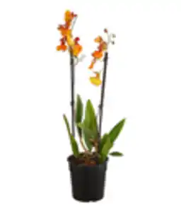 Oncidium 'Zappi'