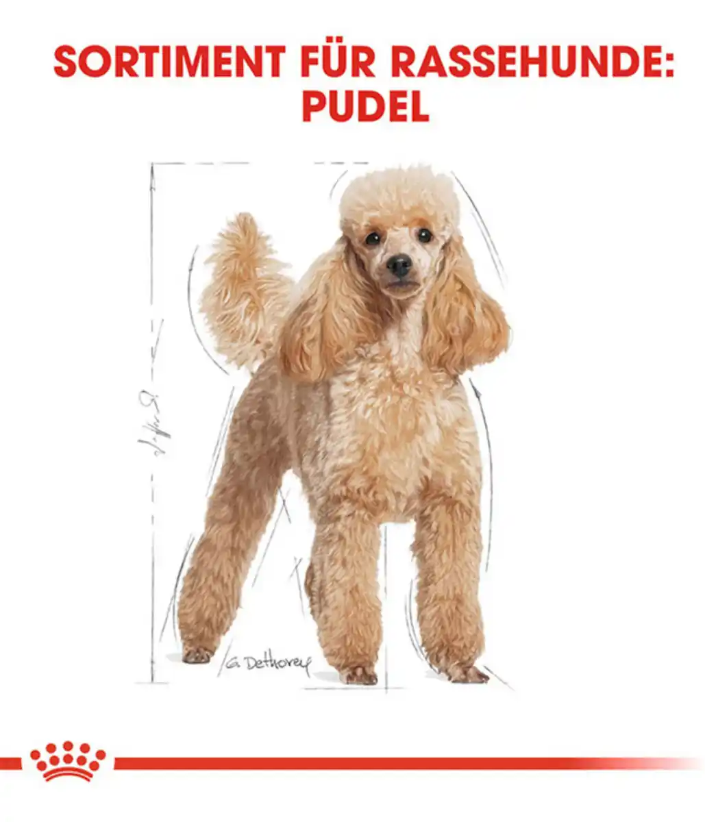 Bild 3 von ROYAL CANIN® Trockenfutter für Hunde Poodle Adult