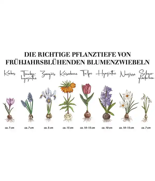 Bild 3 von Dehner Blumenzwiebel Botanische Narzisse 'Tête á Tête', 10 Stk.
