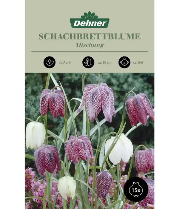 Bild 1 von Dehner Blumenzwiebel Schachbrettblume 'Fritillaria meleagris Mischung'