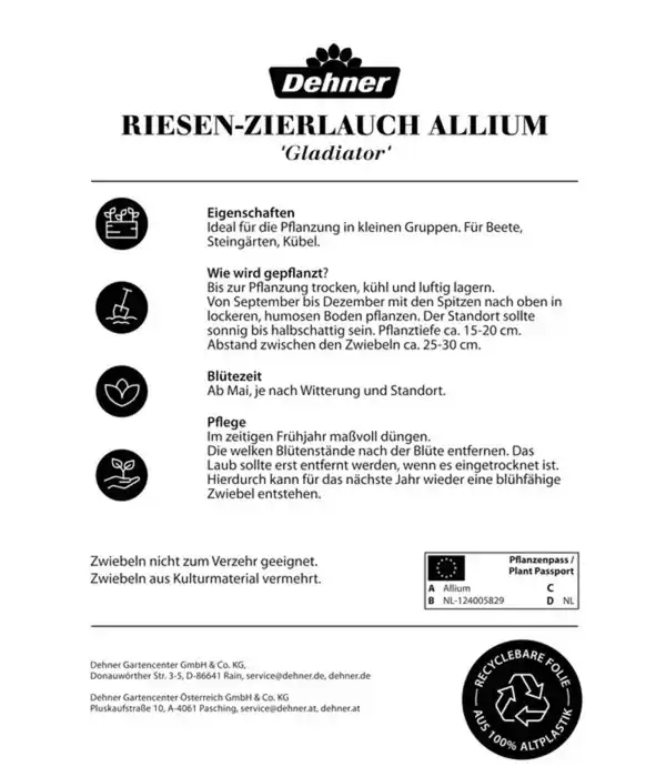 Bild 2 von Dehner Blumenzwiebel Riesen-Zierlauch Allium 'Gladiator'
