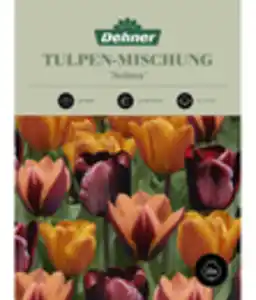 Dehner Blumenzwiebel Tulpen-Mischung 'Selma'