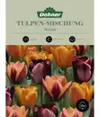 Bild 1 von Dehner Blumenzwiebel Tulpen-Mischung 'Selma'