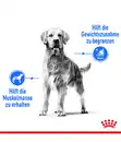 Bild 3 von ROYAL CANIN® Trockenfutter für Hunde Light Weight Care Medium, 3 kg