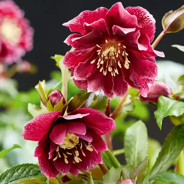 Bild 2 von Finest Garden Christrosen Sondersorten