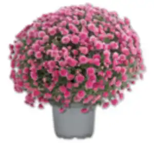 Chrysanthemenbusch*