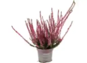 Calluna 'Beauty Ladies' 9cm Topf