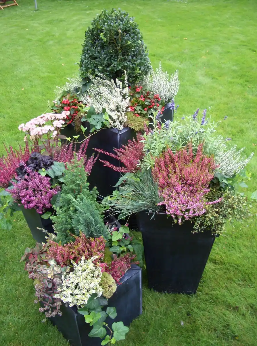 Bild 4 von XXL Herbstheide