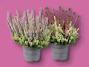 Calluna Colour Crown