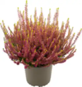 Heidekraut Calluna Golden Angie 11 cm Topf