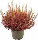 Bild 1 von Heidekraut Calluna Golden Angie 11 cm Topf